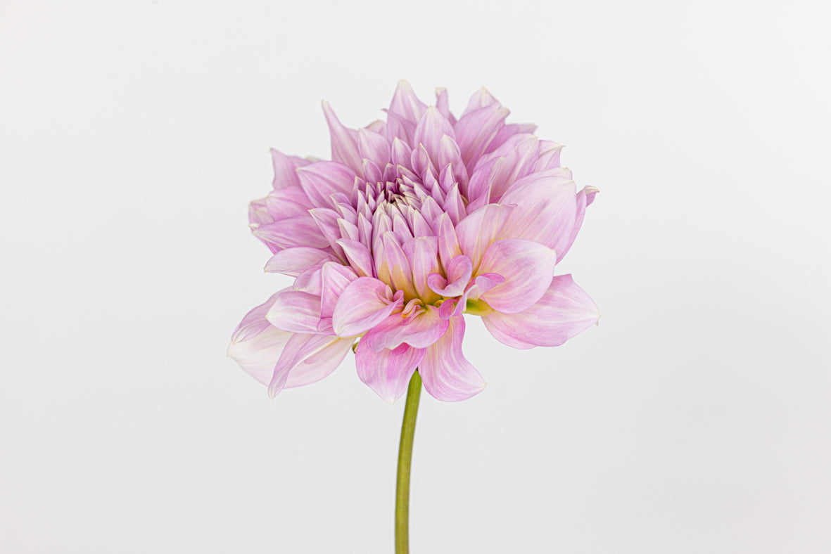 Lilac Love