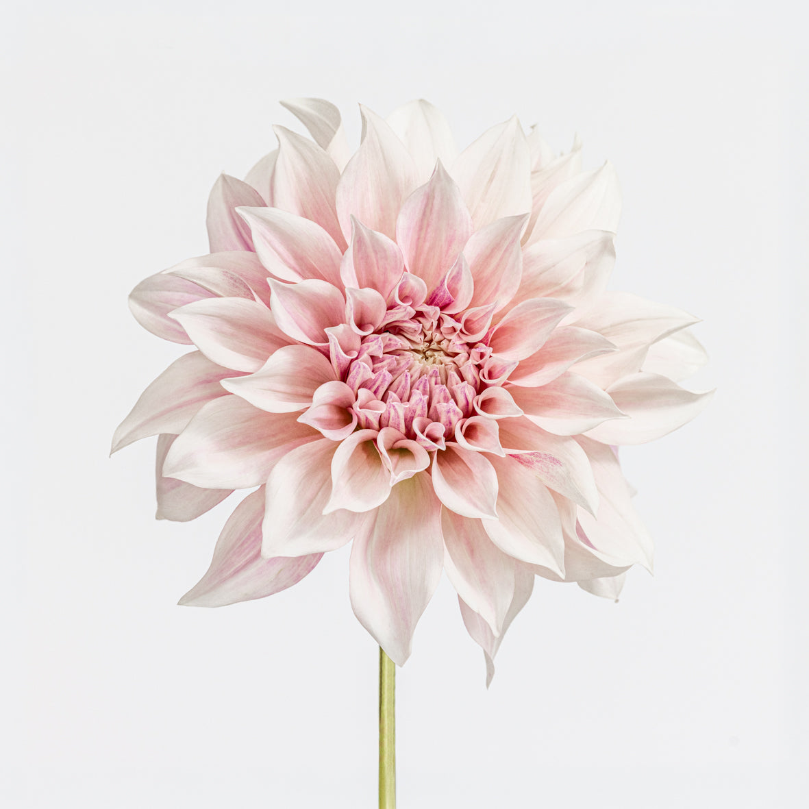 Pink Perfection