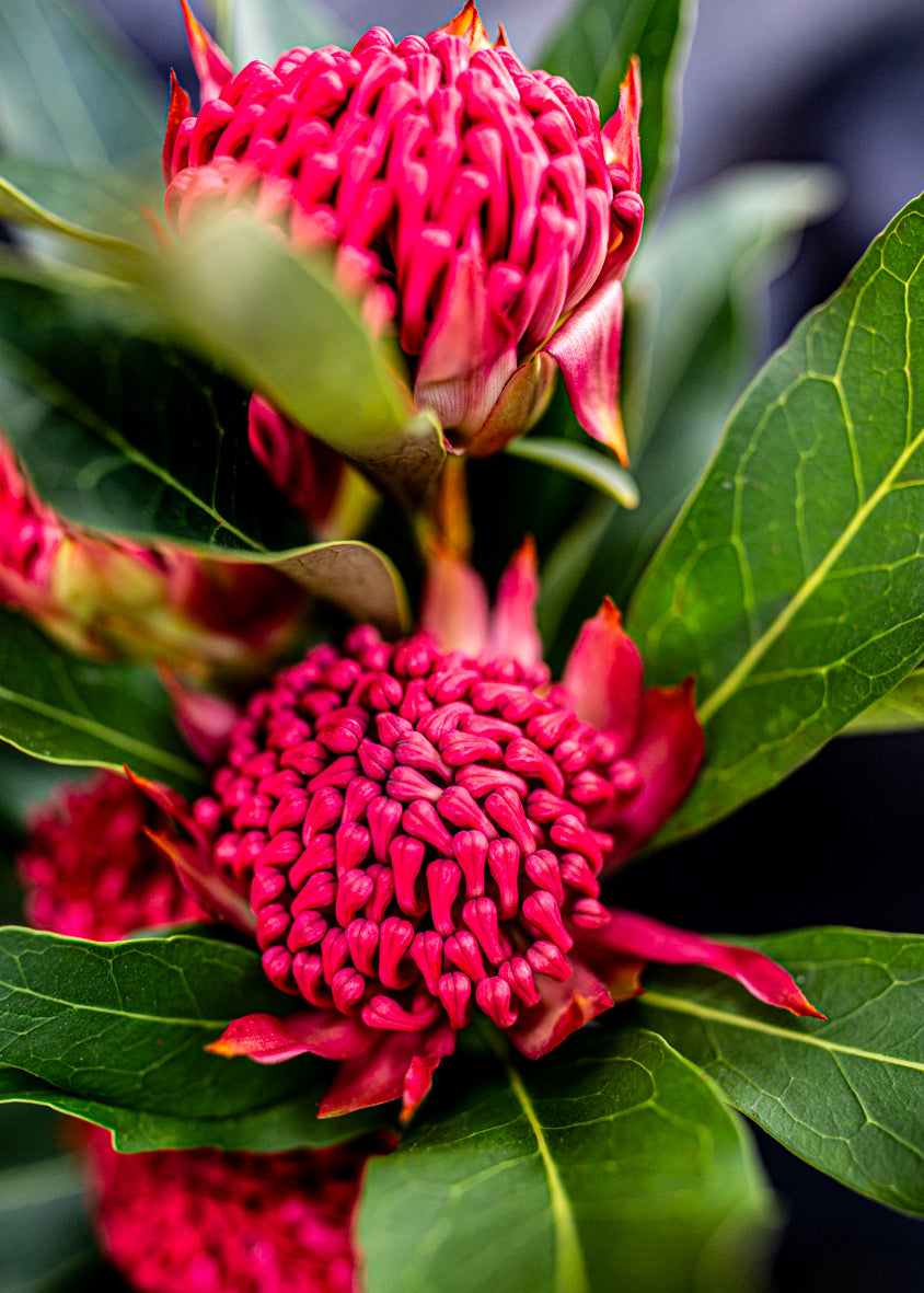 For the Love of Waratahs