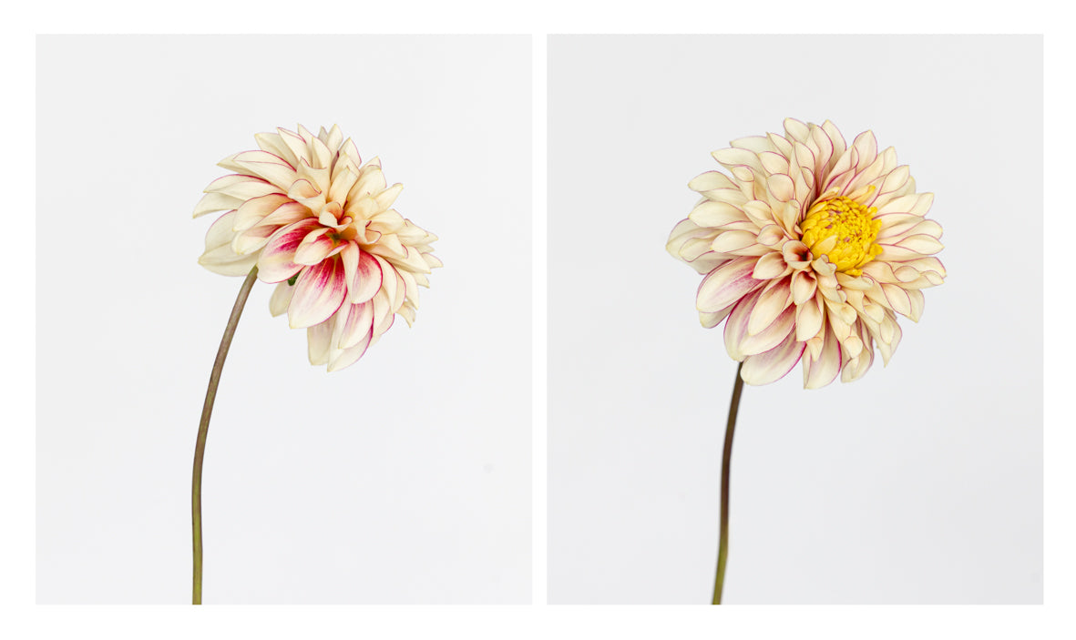 Sun Geisha - Dyptich