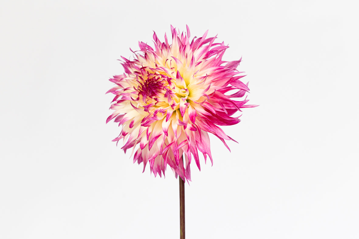 Priscilla Queen of the Desert