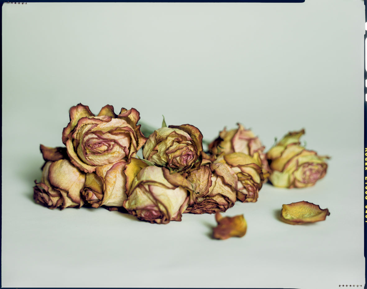 French Antique Roses