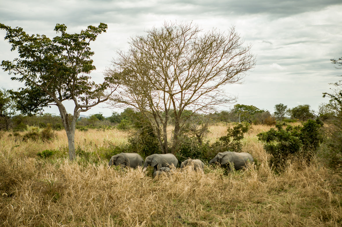 Africa: Views From A Bus. Vol.2