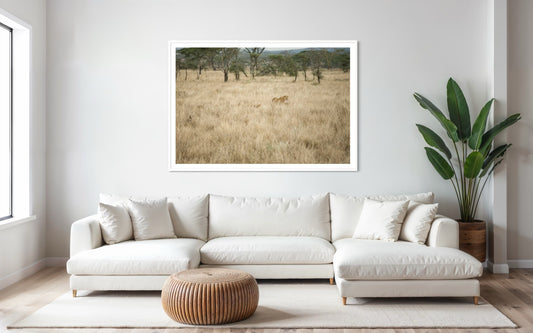 Hiding in the long grass