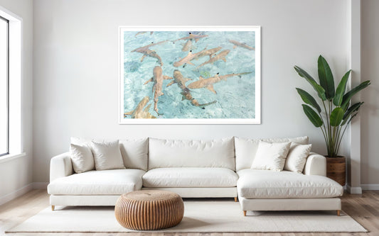 Black Tip Reef Sharks