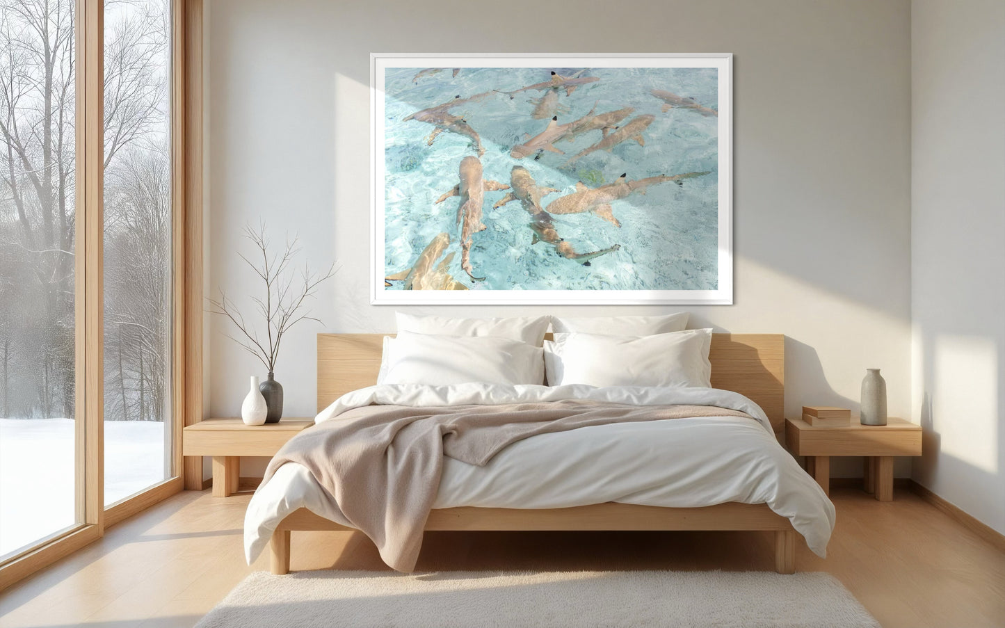 Black Tip Reef Sharks