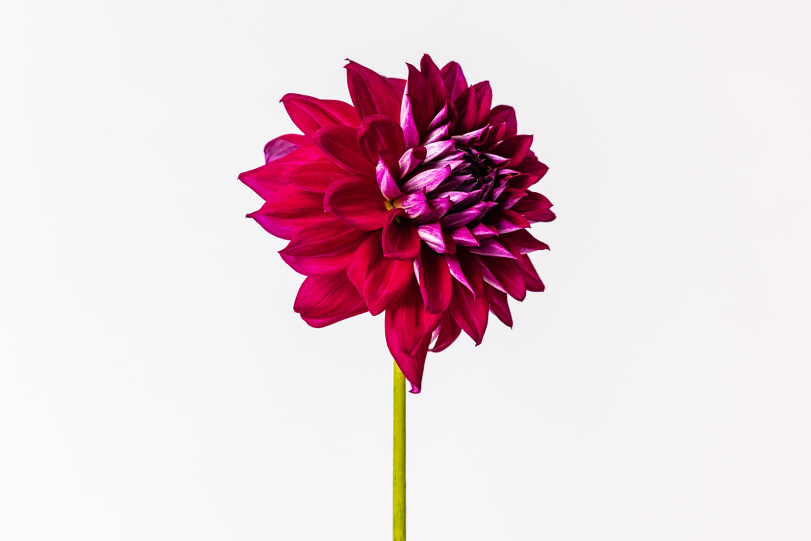 Total Eclipse of the Heart