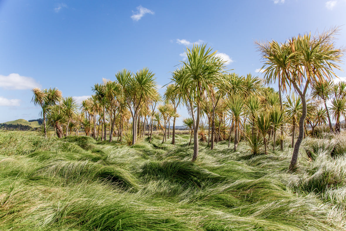 Guardians of the Fields