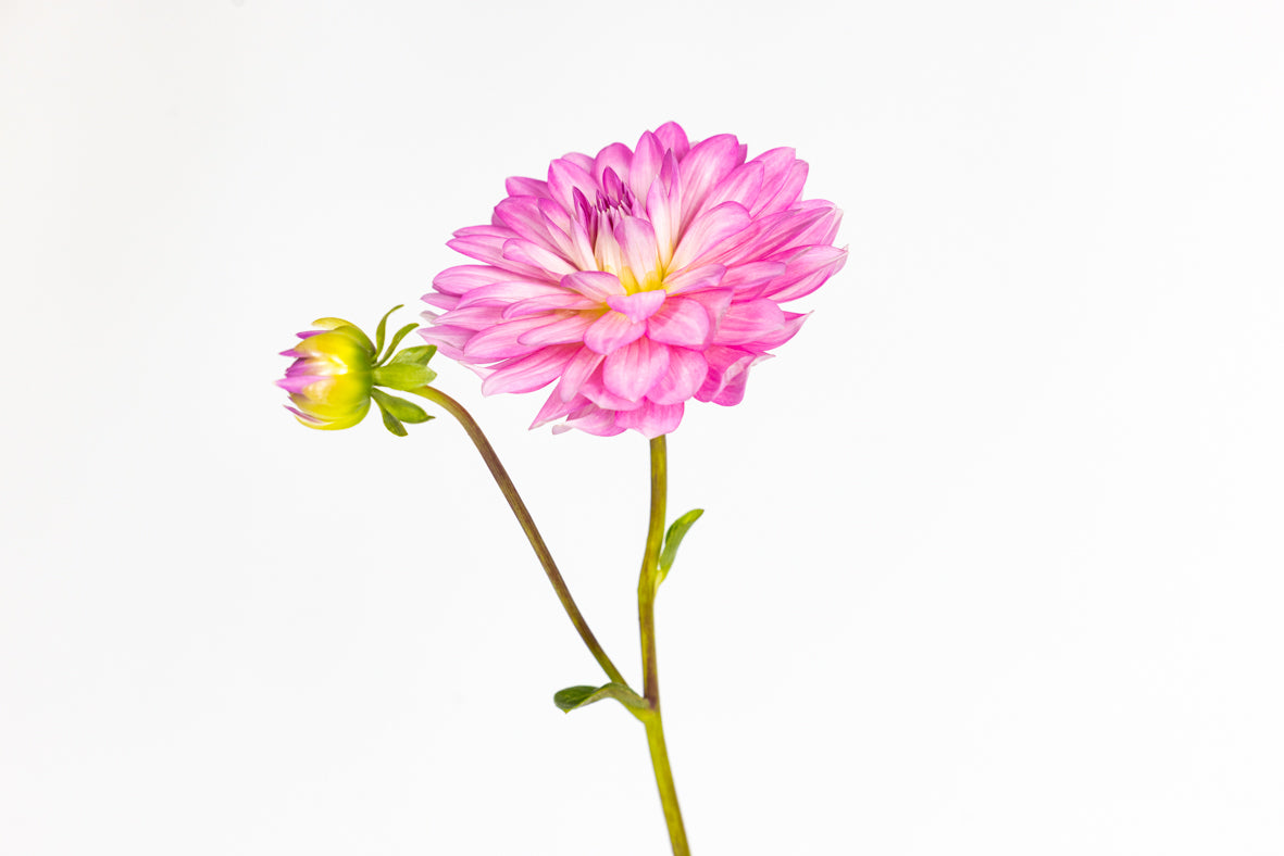 Lilly Bud