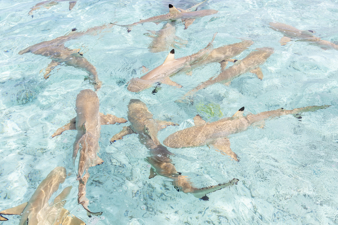 Black Tip Reef Sharks