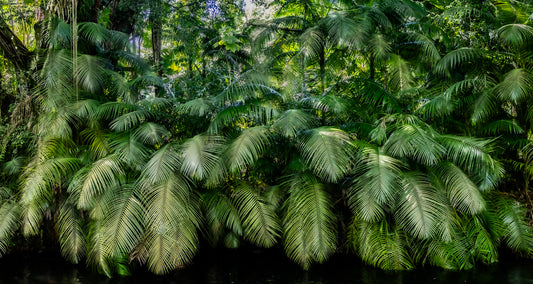 Feathered Greenery
