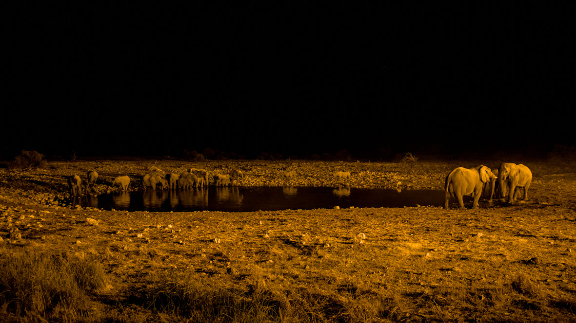 The Nightime Gathering