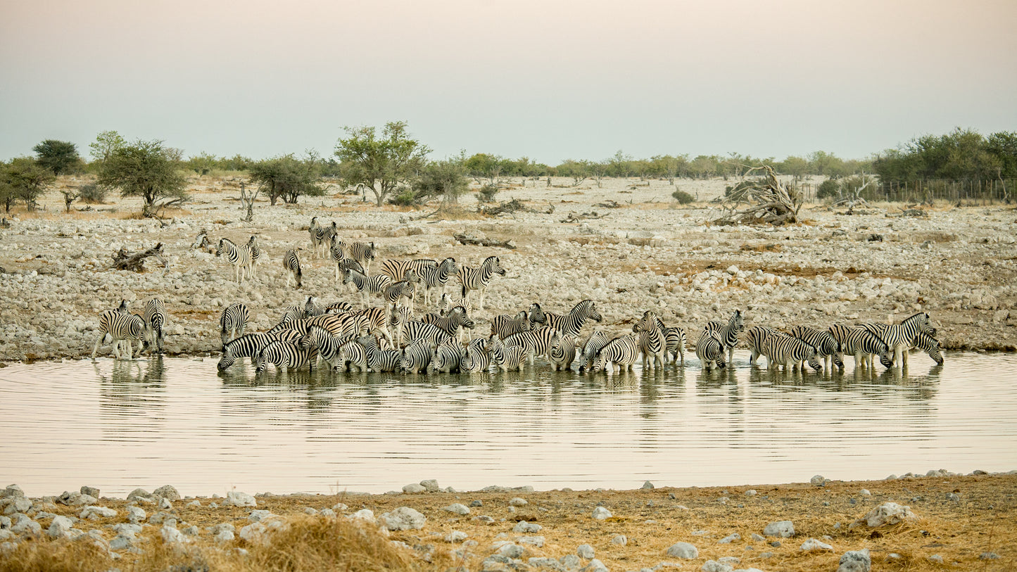 Dawn at the Watering Hole
