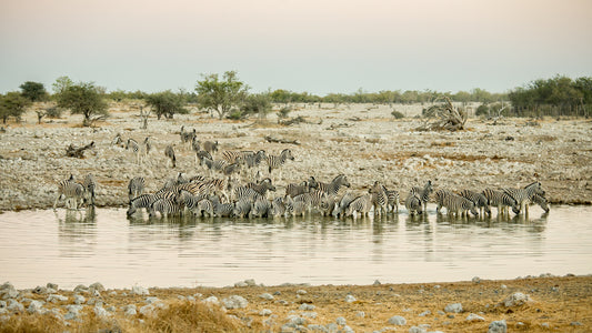 Dawn at the Watering Hole