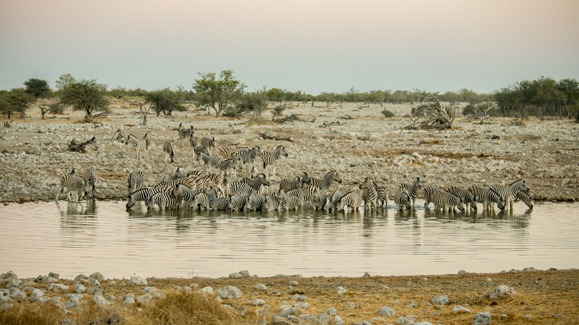 Meeting at the Watering Hole