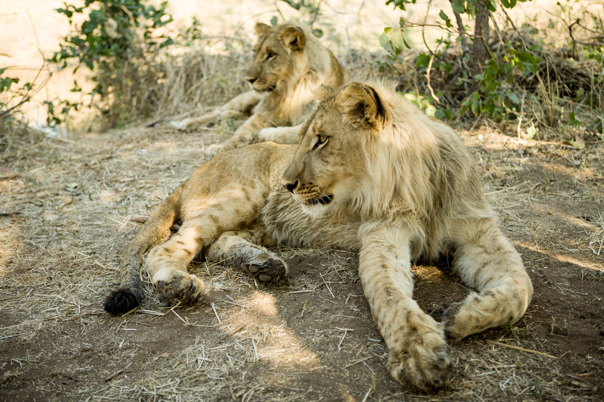 Up Close and Personal