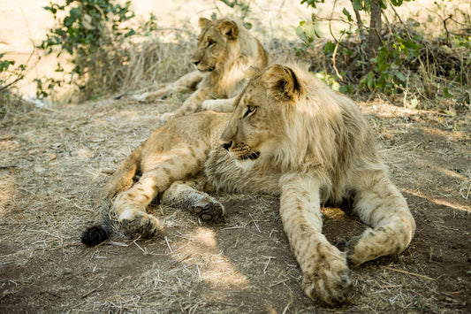 Up Close and Personal