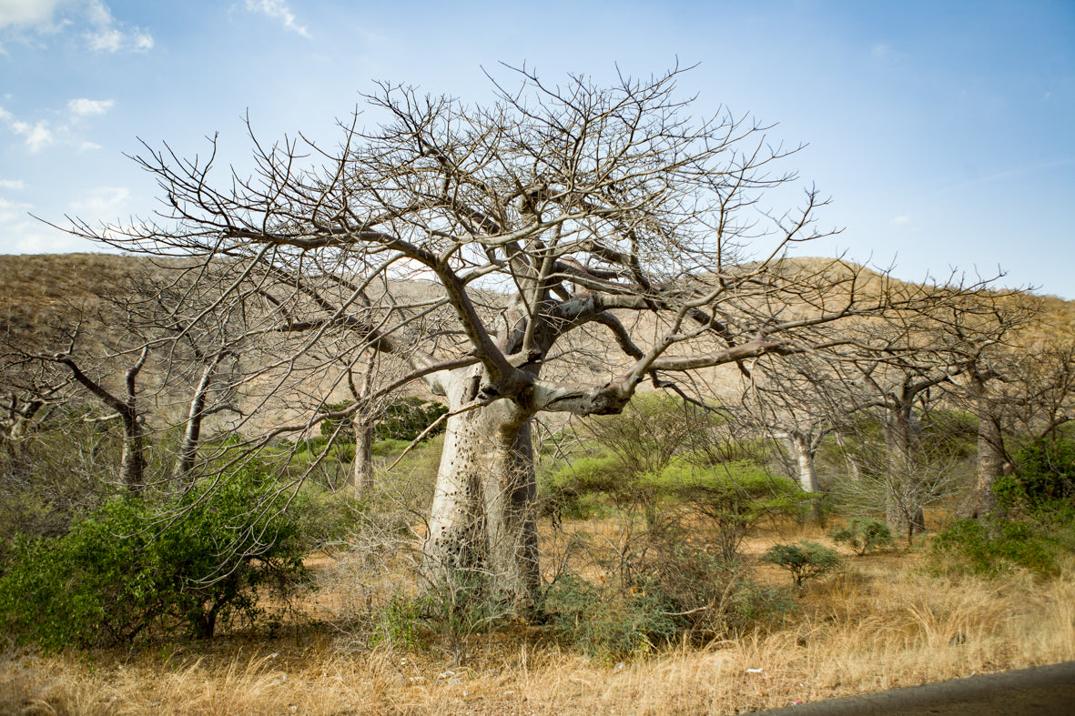 Africa: Views From A Bus. Vol.2