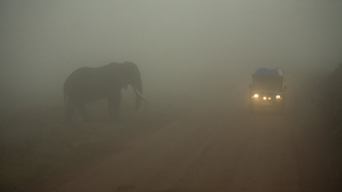 Elephant Fog