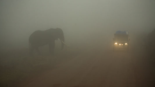 Elephant Fog