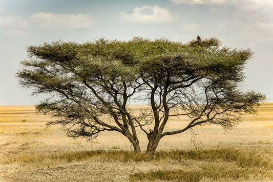 The Lone Tree
