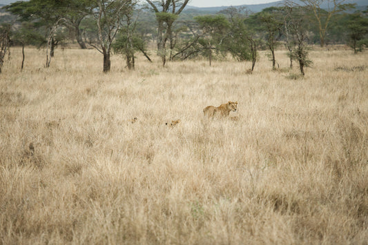 Hiding in the long grass