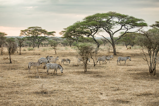 Zebras in Trees II