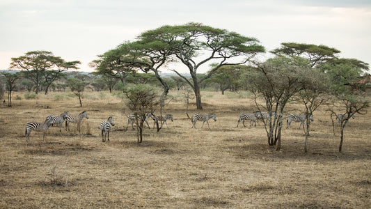 Zebras and Trees