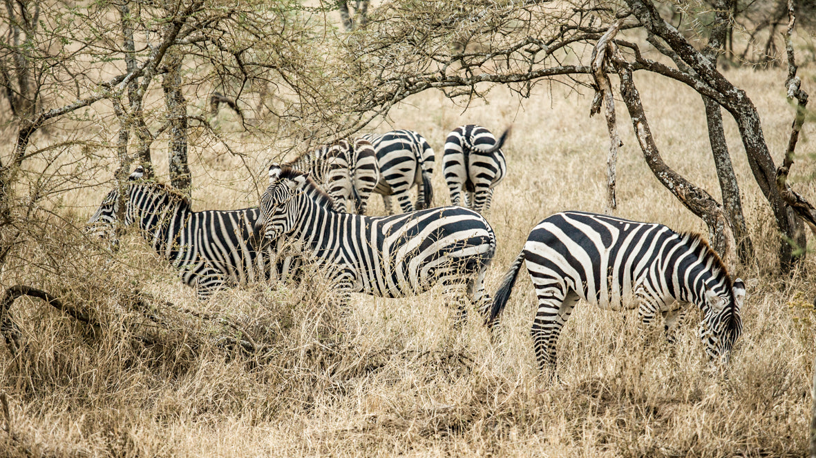 Zebra Butts