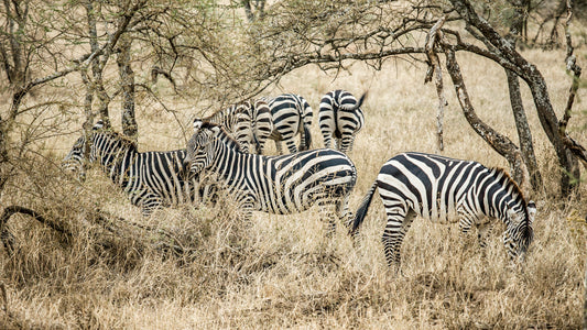 Zebra Butts