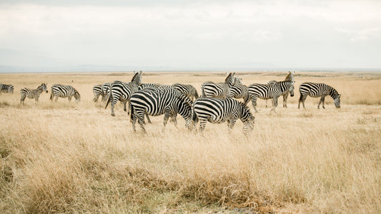 A Landscape of Zebras
