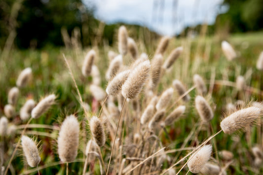 Bunny Tails