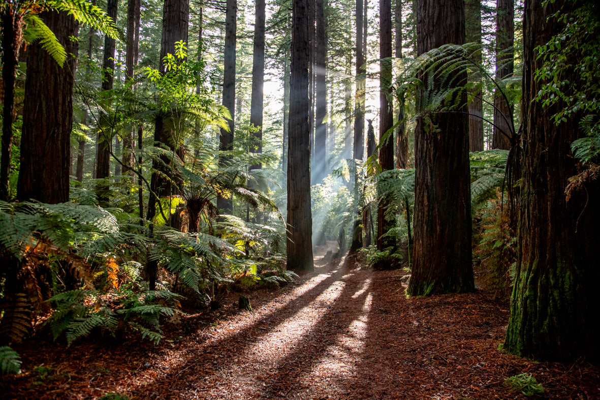 Redwood Forest Dreaming