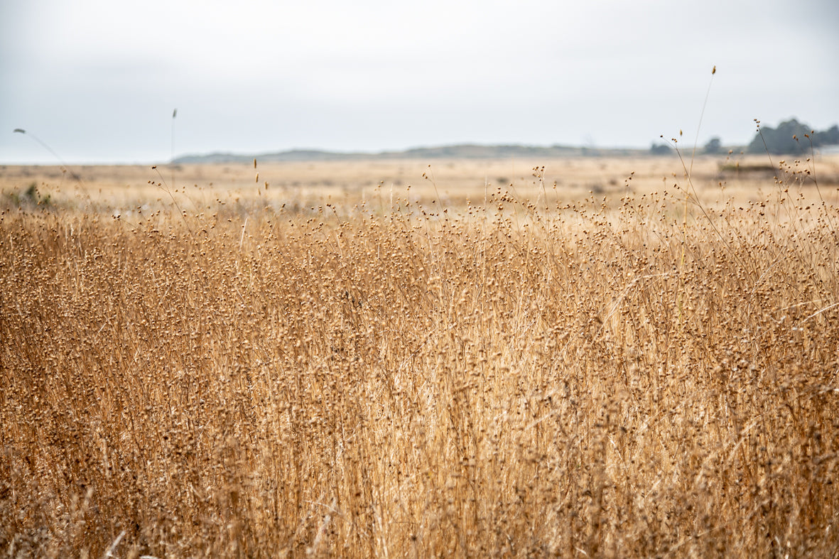 Fields of Dreams