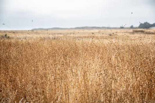 Fields of Dreams