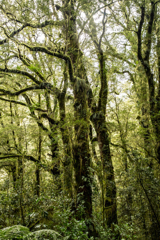 Whispering Trees
