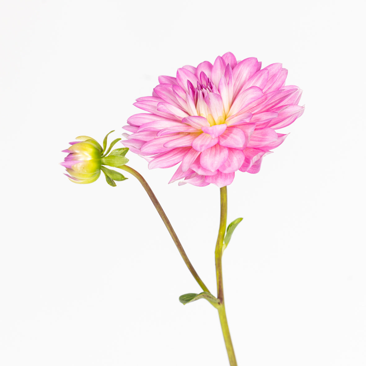 Lilly Bud