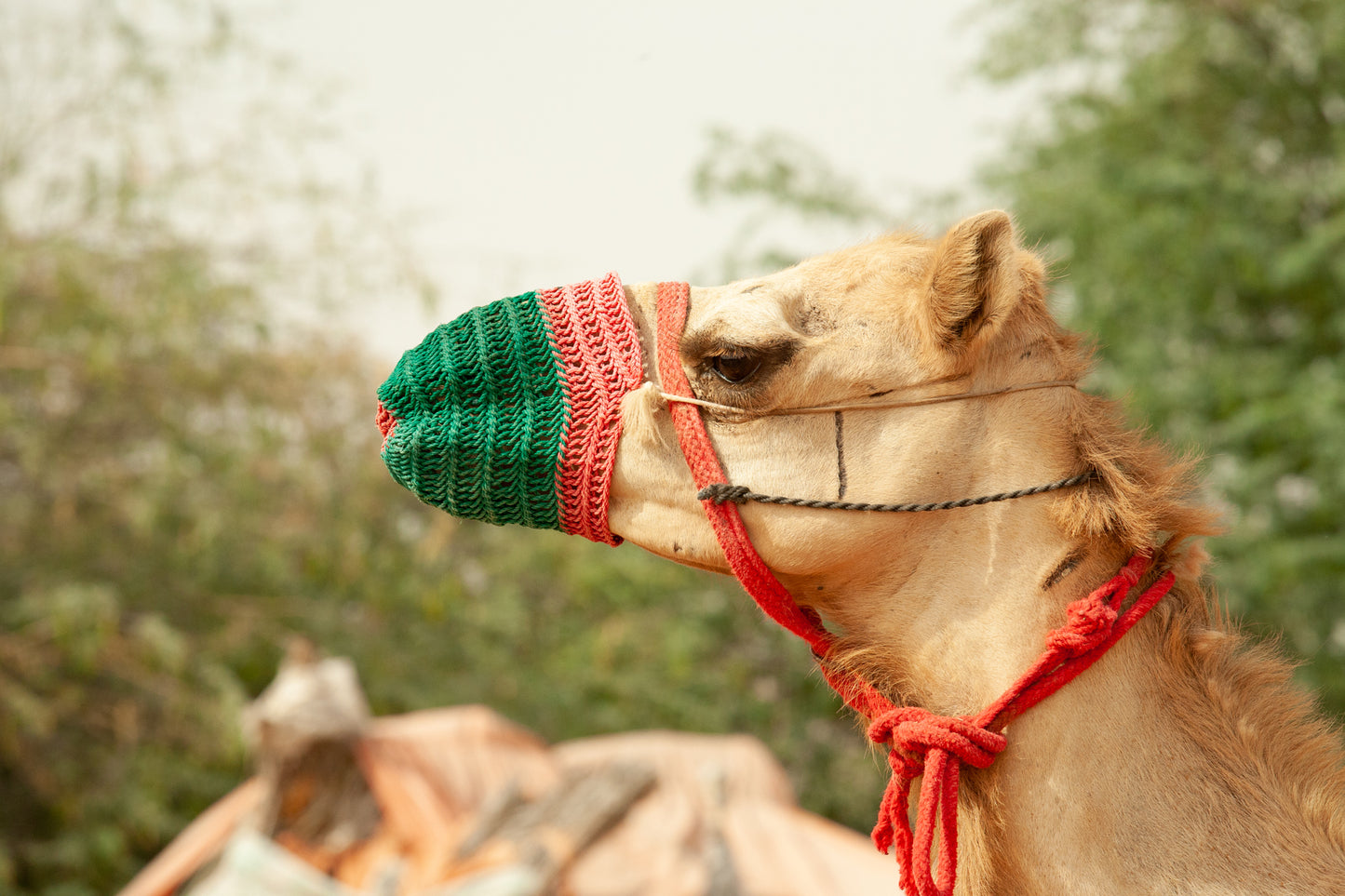 A Taste of the Middle East