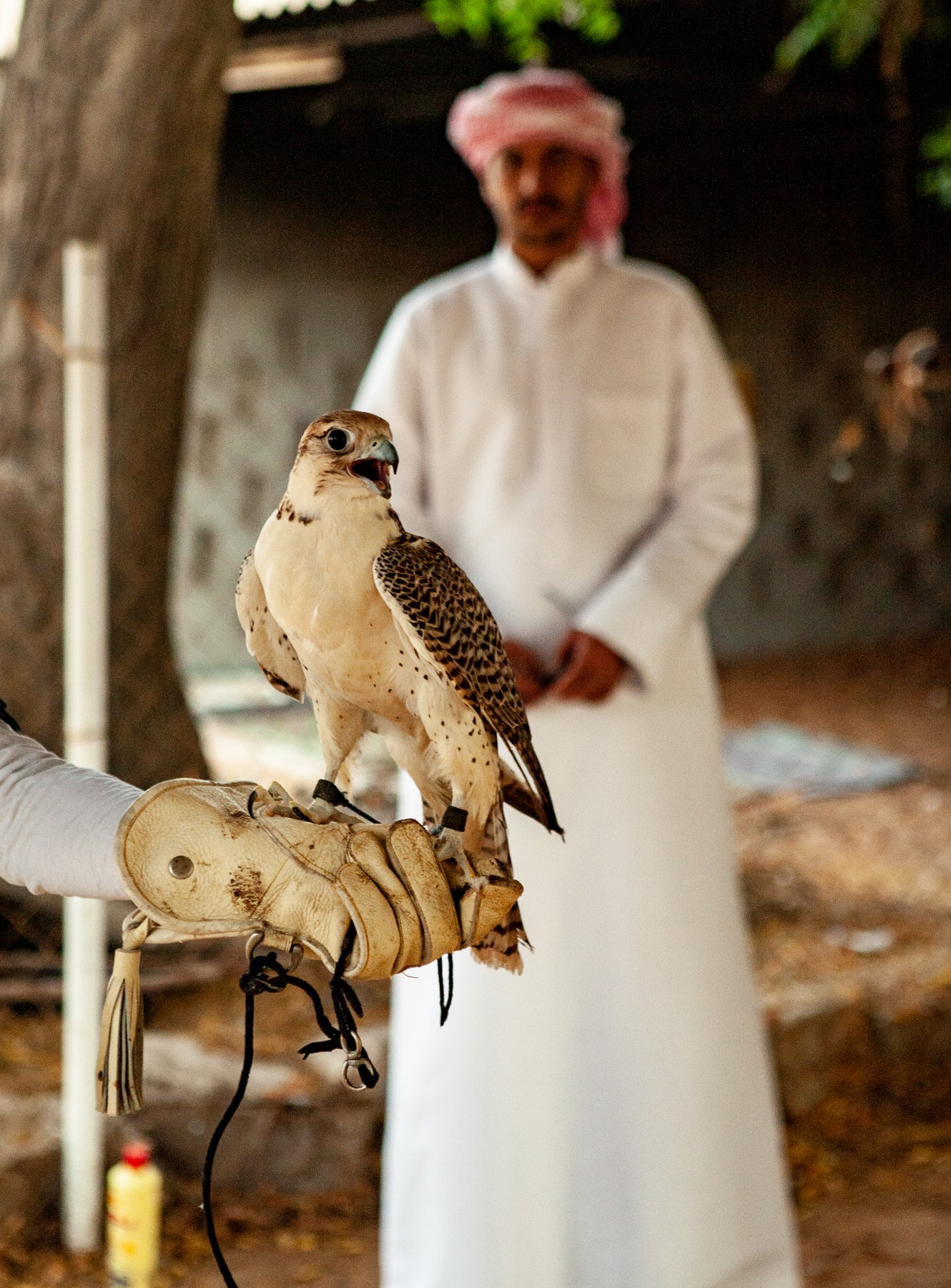A Taste of the Middle East