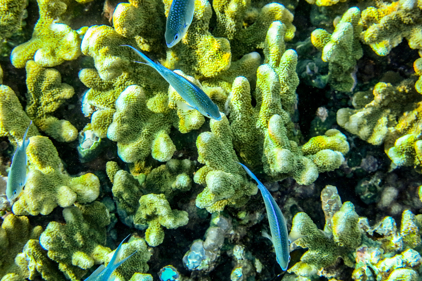 Tanna Island - Vanuatu
