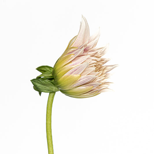 Bud-dy II