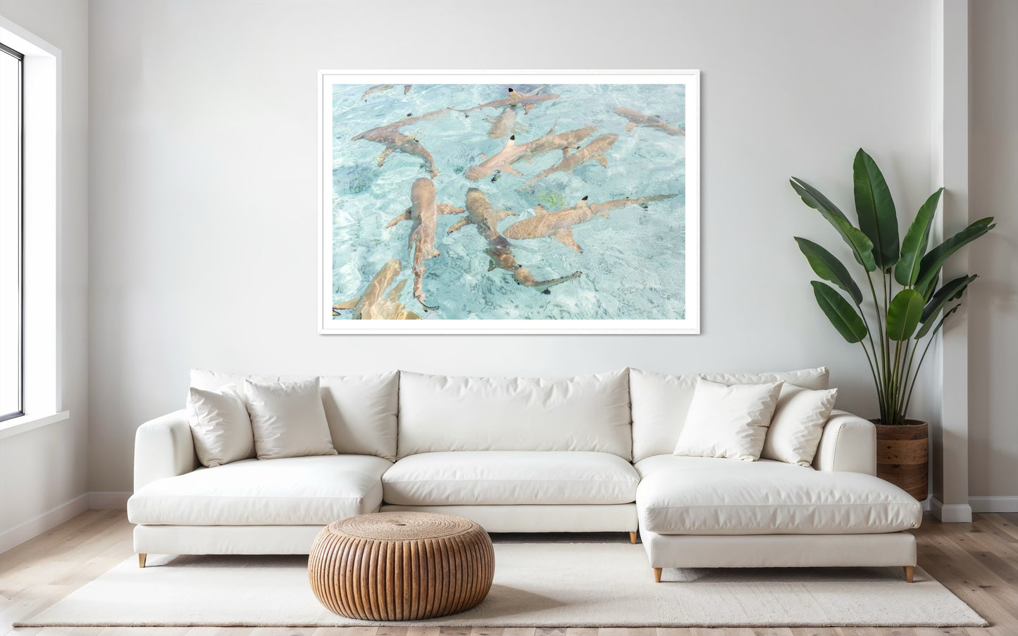 Black Tip Reef Sharks