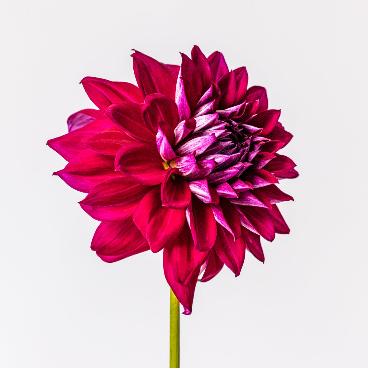 Total Eclipse of the Heart