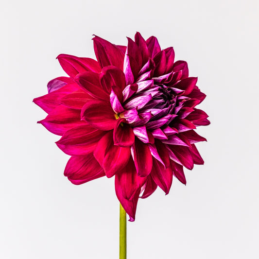 Total Eclipse of the Heart